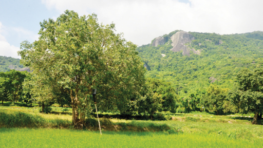 Mùa trâm Bảy Núi