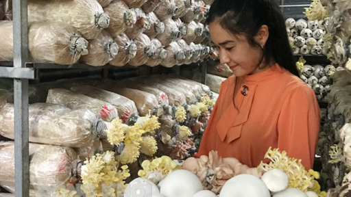 Khởi nghiệp với nghề trồng nấm sạch