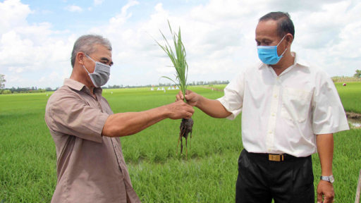 An Giang: Nông dân Tân Châu chủ động ứng phó với giá phân bón tăng cao