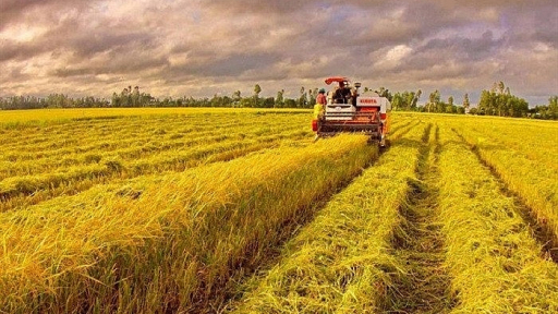 Giá lúa gạo hôm nay 12/7: Giao dịch trầm lắng, nhiều kho ngưng mua