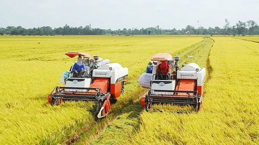 Giá lúa gạo hôm nay 17/7: Giá lúa tiếp tục giảm