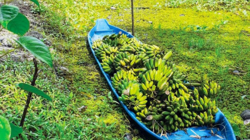 Giá trị đồng quê