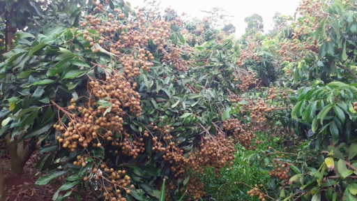 Vẻ đẹp bình dị của khu du lịch Cồn Sơn Cần Thơ