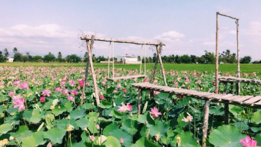 Đồng Tháp: Chuẩn bị để mở cửa du lịch, thích ứng an toàn với dịch Covid - 19