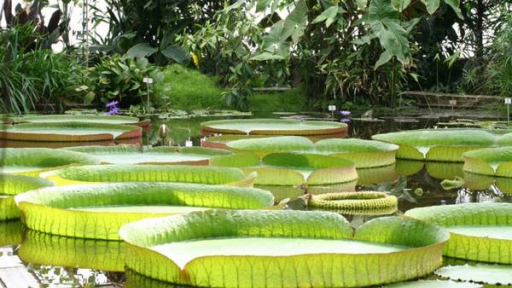 Về Đồng Tháp thăm chùa Lá Sen