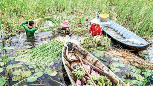 U Minh mùa nước nổi
