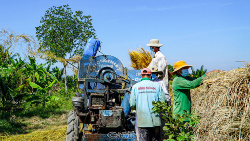 Lúa hữu cơ hướng phát triển bền vững