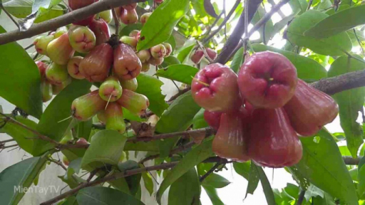 Những loại trái cây bạn không nên ăn để tránh nóng trong người