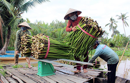 Đổi đời từ cây lục bình