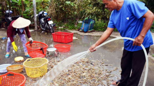 Nông dân Cà Mau vùng lúa, tôm - Đón Tết trong niềm vui trúng mùa