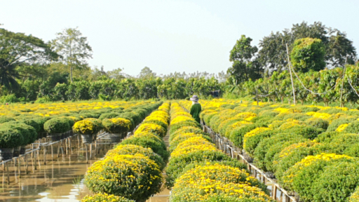 Đồng Tháp: Đảm bảo an toàn, phục vụ du khách dịp Tết Nguyên đán