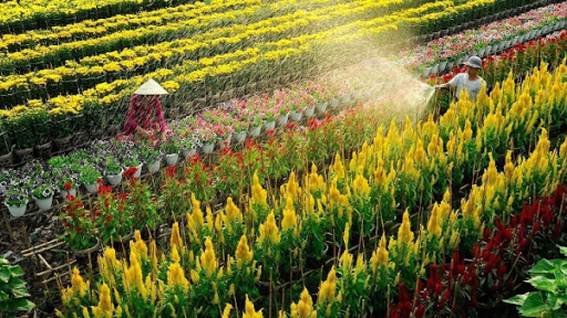 Du lịch Sa Đéc Đồng Tháp đã có nhiều khởi sắc và phục hồi khá tốt