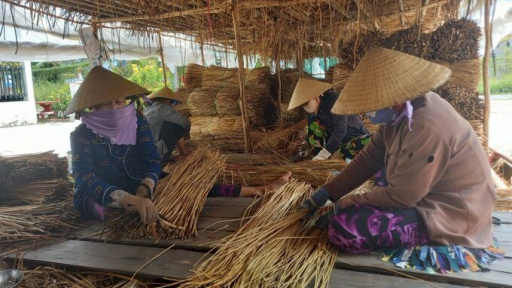 Cây cỏ trong vuông tôm tạo sinh kế cho người nghèo