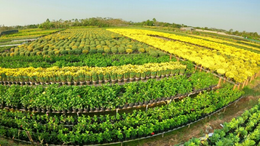 Đồng Tháp: Phát triển nhãn hiệu “Làng Hoa kiểng Sa Đéc” và “Hủ tiếu Sa Đéc”