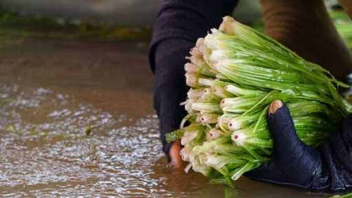 Từ loài cỏ dại bỗng trở thành “kho vàng” trong mùa nước nổi ở miền Tây