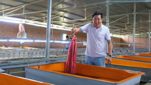 Từ bỏ công việc giám đốc, anh nông dân về quê nuôi lươn kiếm tiền tỷ