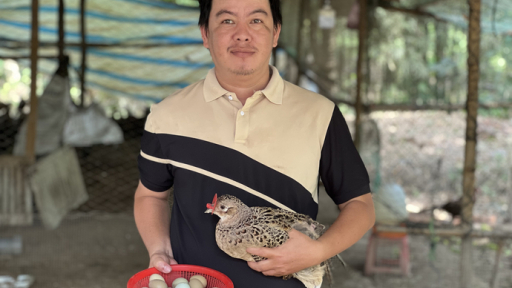 Bí kíp làm giàu từ trang trại nuôi chim trĩ lớn nhất miền Tây