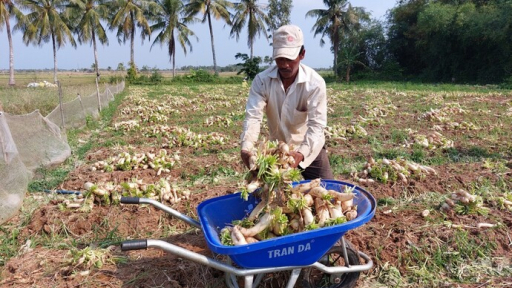 Về miền biển Vĩnh Châu thưởng thức món xá pấu