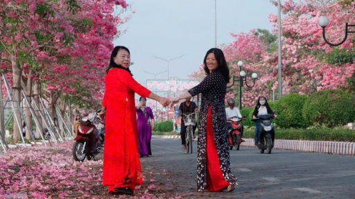 Rực rỡ đường hoa kèn hồng ở Sóc Trăng