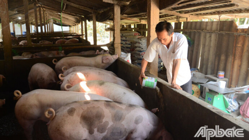 Tiền Giang: Chuyện về nông dân khởi nghiệp từ 1 con heo giống