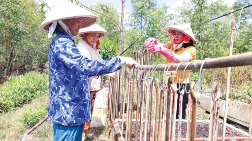 Khởi nghiệp với loại khô hiếm