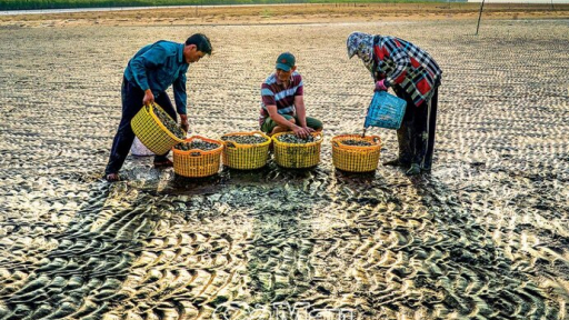 Trải nghiệm bãi nghêu ở Mũi Cà Mau