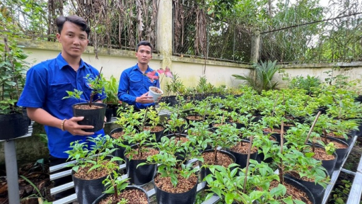 Thêm thu nhập từ nghề trồng hoa kiểng