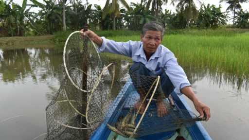 Cây lúa trở lại trên đất nuôi tôm