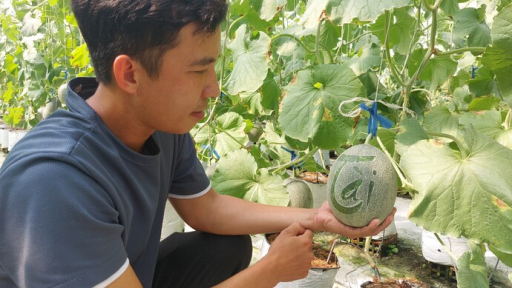 Sóc Trăng: Thanh niên 8X khởi nghiệp thành công với dưa lưới, lãi gần 800 triệu đồng/năm