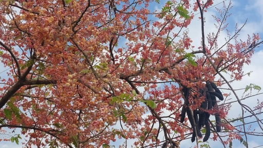 Ngất ngây với vẻ đẹp của “hoa anh đào miền Tây Nam Bộ”