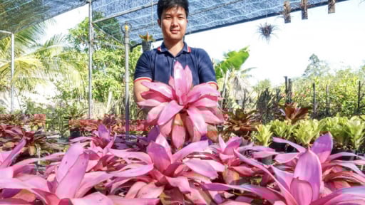 Chàng trai khởi nghiệp với loài cây không lớn lên từ đất