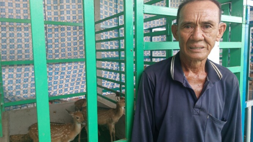Lão nông người dân tộc Khmer đầu tiên của tỉnh Sóc Trăng với mô hình nuôi hươu sao