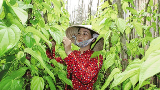 Xóm trầu Vĩnh Lộc