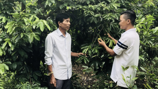 Làm giàu nhờ trồng mãng cầu xiêm