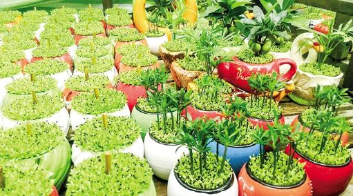 Trồng cỏ may mắn, người phụ nữ kiếm hơn chục triệu mỗi tháng