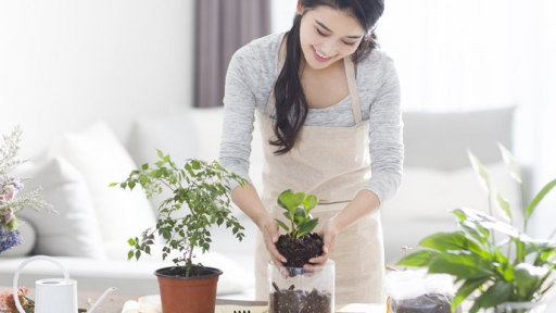 Trồng cây phong thủy trong nhà có tốt không?