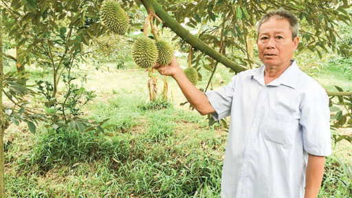 Trồng sầu riêng chuyên canh thu tiền tỉ