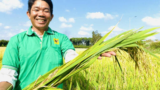 Hậu Giang thúc đẩy liên kết chuỗi giá trị lúa gạo bền vững