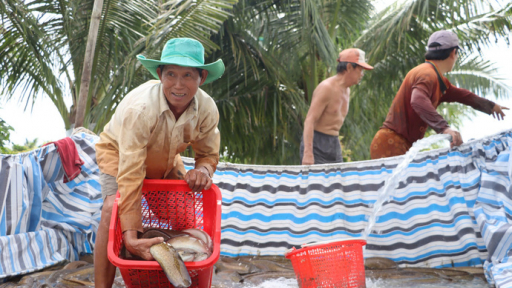 Lão nông làm giàu với mô hình nuôi cá chình tại Cà Mau