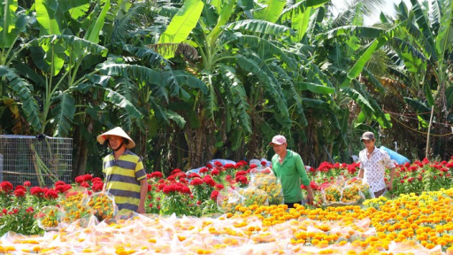 Cần Thơ tổ chức Chợ hoa Xuân Ất Tỵ 2025
