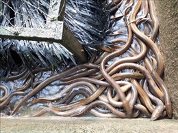 Khởi nghiệp thành công từ nghề nuôi lươn trên vùng kiểm soát lũ