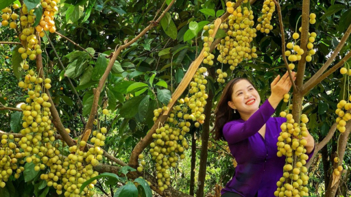 Mùa hè về xứ 