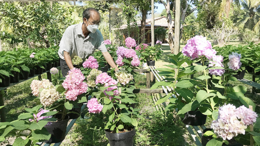 Lão nông đầu tiên trên đảo Phú Quốc nhân giống thành công hoa cẩm tú cầu