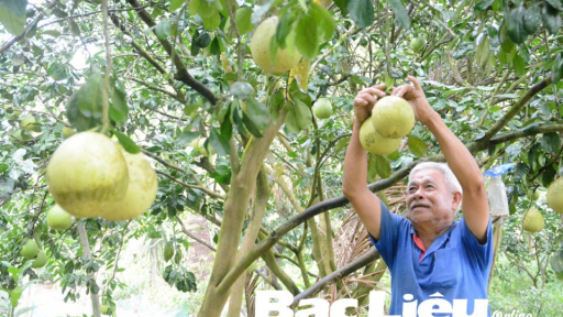 Sức sống mới trên vùng đất phèn, mặn