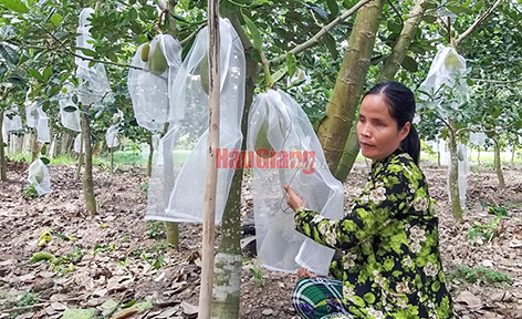 Hỗ trợ người mù làm kinh tế