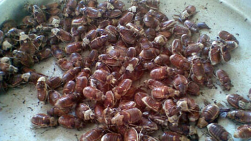 Món ngon Bù Rầy của Ngoại