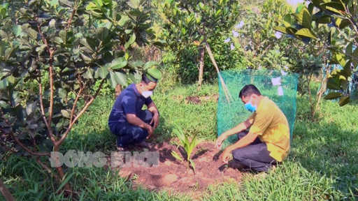 TP. Bến Tre triển vọng từ mô hình “trồng dừa sáp nuôi cấy mô”