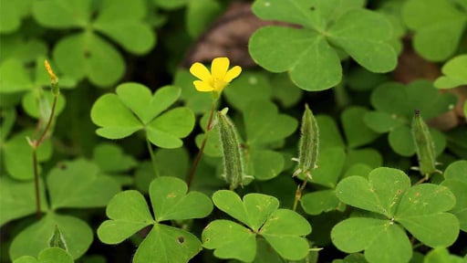 Những tác dụng 