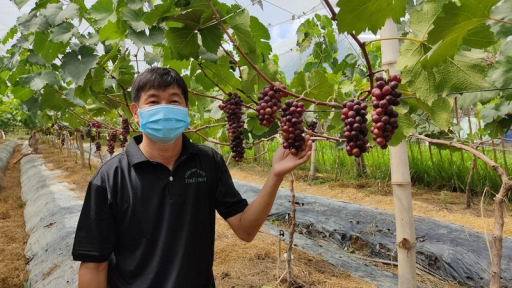 Vườn nho Hạ đen tại Trà Vinh thu hút khách tham quan