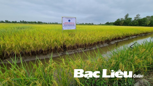 Bạc Liêu: Thành lập Liên hiệp HTX Lúa thơm - Tôm sạch